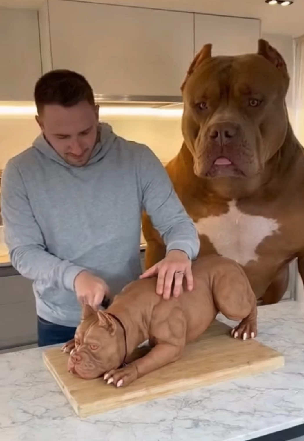 Größter Hund der Welt 🐶Kuchenprank #hund #kuchen #kuchenprank #fy #ki 