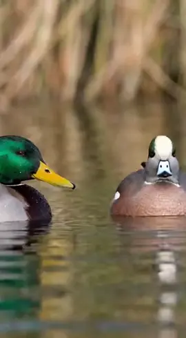 A mallard and a wigeon are sitting on a pond. #funny #ducks #nature #Outdoors #duckhunting 