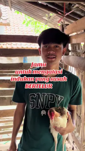 VITABREED PREMIX Jamu indukan -yang macet bertelur -telurnya sedikit -banyak yang nonFertil #promomakan1111 #jamuayam #botohayam 