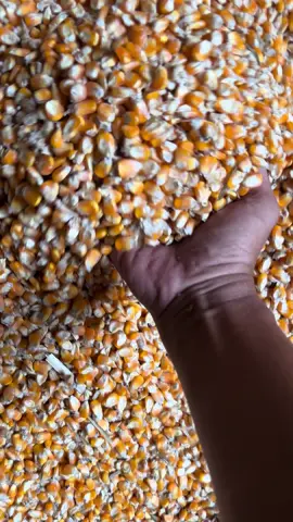 Minggu produktif 🌽🥰