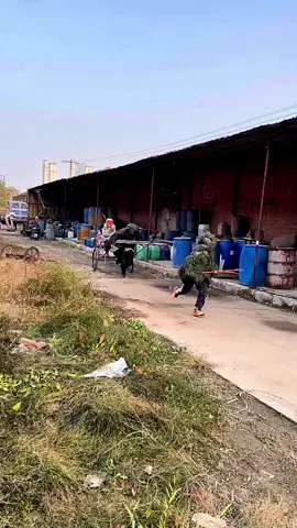 #haiando #clipgiaitri #kenhgiaitri #fyp #giaitrivuive 