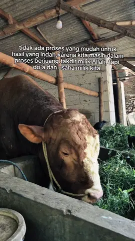 setidaknya tidak berdiam diri☺️#perintisbukanpewaris #peternakmuda #suksesbutuhproses #suksesmuda #motivation 
