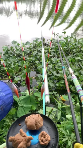 Khấn vậy mà còn món nữa thì chịu đấy🐟🐟🎣🎣🐠😂😂😂