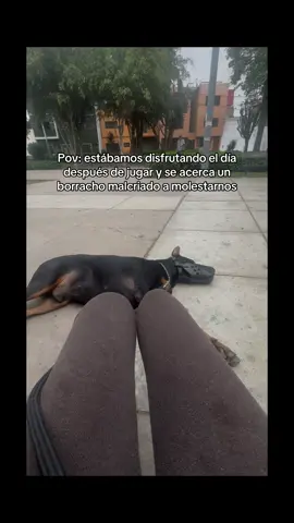 Ustedes que opinan los leos :) #doberman #lim #limaperu🇵🇪 #doberman #guardian 