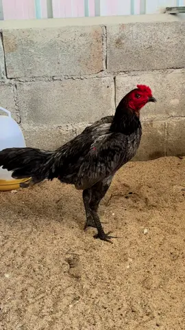 2 เหล่ามังกรแดนใต้ (มังกรพิจิตร)