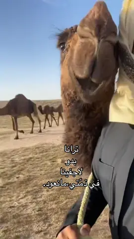 #عطايا_الله🐪 #البل #الشتاء #اكسبلورexplore #لايك__explore___ #اذكروا_الله #مشاءالله #viral #لايك__explore___ #اكسبلورexplore 