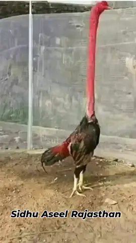 #foryoupage #foryou🤣 #trending #fypシ🤣 #viral