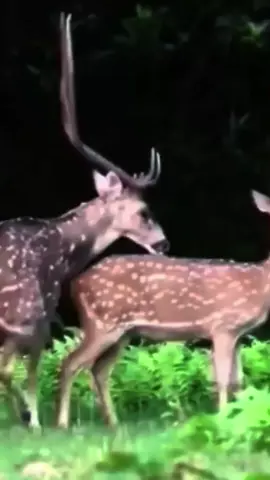 meeting animals and buteful children #usa🇺🇸 #animals #foryou #amzingvideo #unitedstates 