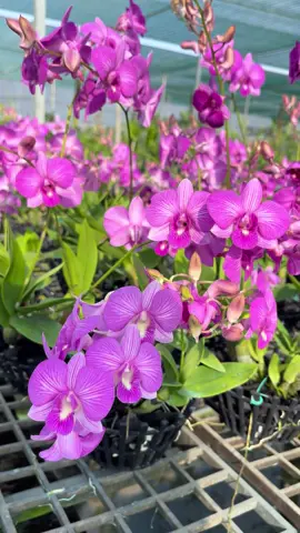 #vuonlancaotoc chơi loại này thì khỏi lo không có hoa để chơi nhé khách