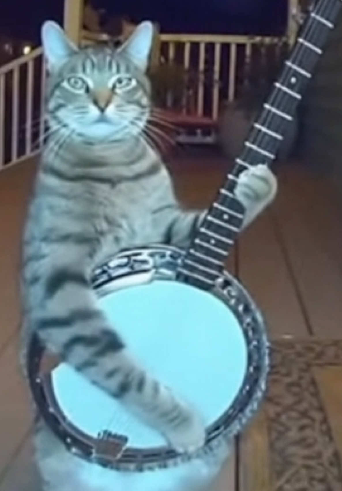 #cat #catsoftiktok #catmusician #practicing 