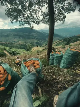 é niam no es puav muaj lawm neb🆘