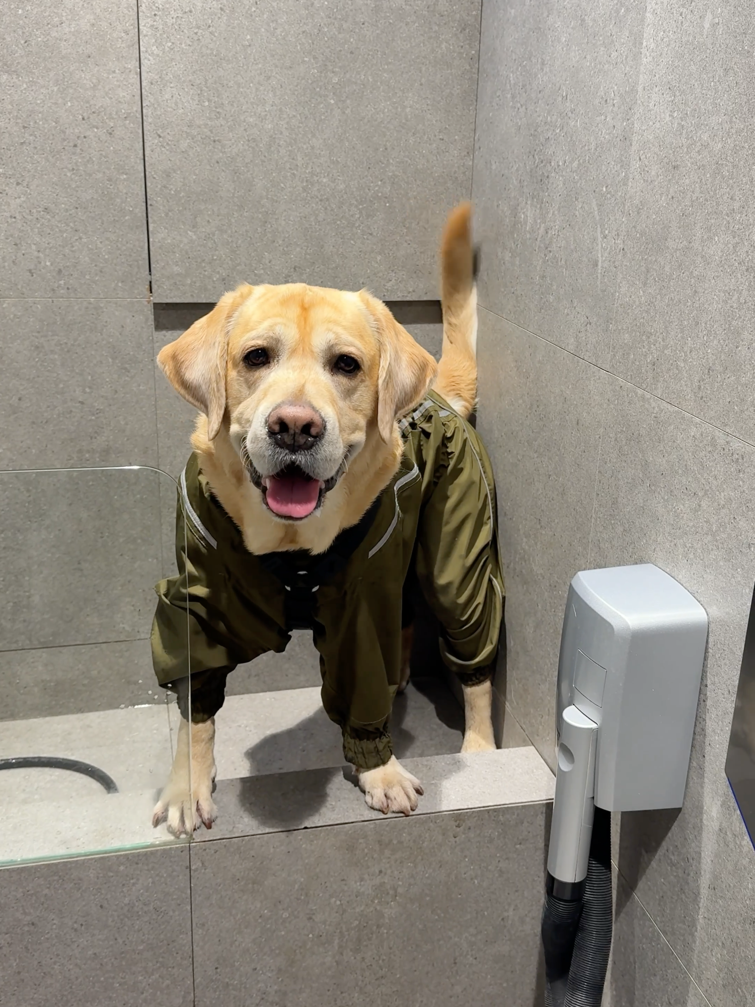 Самостоятельный песик😁 #labr_deni