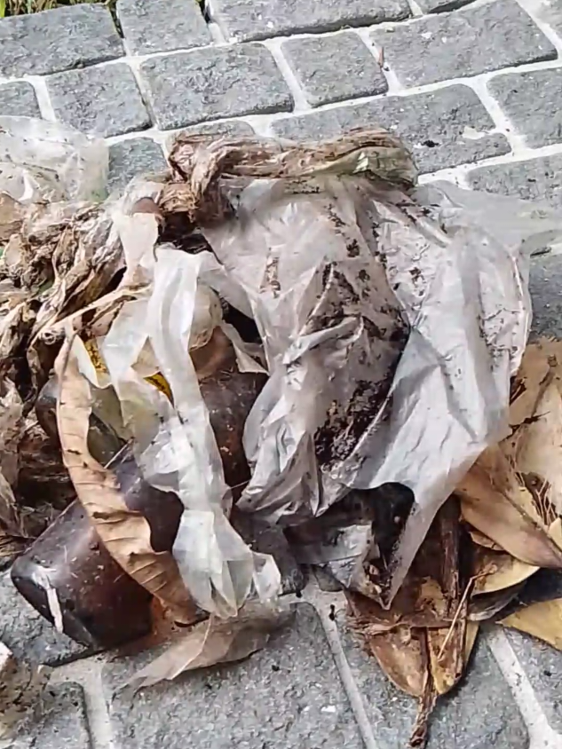 Welcome to the greatest magic trick you never saw!  It is my opinion that the places I have lived and visited in the last 4 years (the US, Thailand, and Cambodia) are being intentionally systematically maliciously littered, and boobietrapped, 24/7 with; detritus, cans, bottles, plastic bags, tooth cleaners, trash, shoes, sticks, branches and various other repeating littering objects, in order to make the roads, streets, parks, alleyways, forested areas, public spaces of towns, city, states and countries look downtrodden, unkempt, cluttered, filthy and depressing.  It's being done right before your eyes, everywhere at the same time. Thats why you're not noticing it. Please examine the documentary evidence for yourself. And above all, please help pick up. Thank you.  #litter #garden #misdirection #magic #psyop