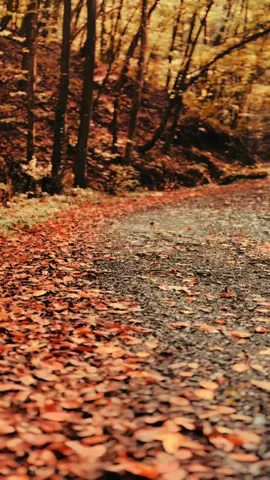 Bir kulum işte #gezilecekyerler #arabeskşarkılar #arabeskdamarşarkılar #arabeskinkralı🅱️🅰️🅱️🅰️ #arabeskmüzik 