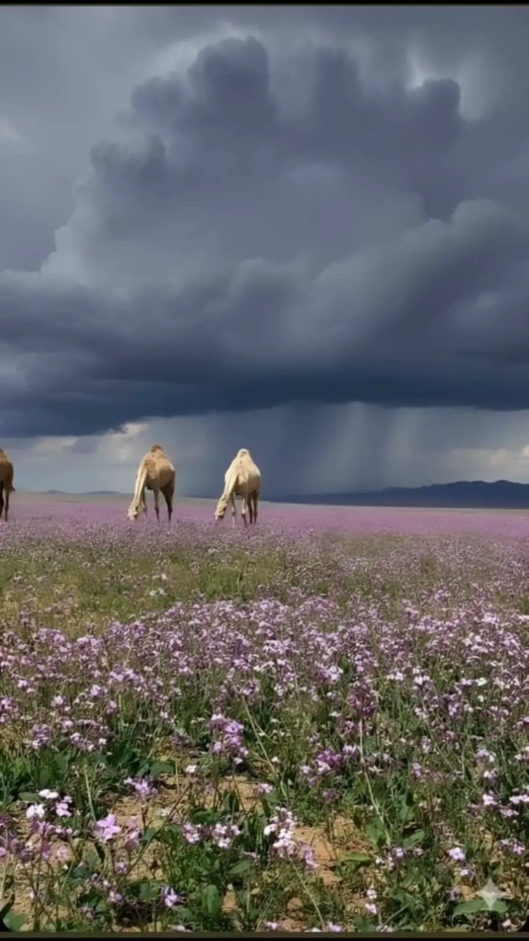 #اكسبلورexplore 