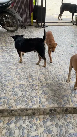 Baru pulang ibadah gess, disambut sama ipul dan para bestinya