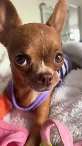 Ella feliz  @PETSFIT_Official thanks #chihuahuas #parati #mascotas #creatorsearchinsights 
