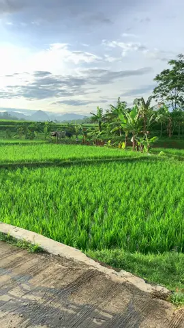 #pohonjomblo #bogor #alambogor 