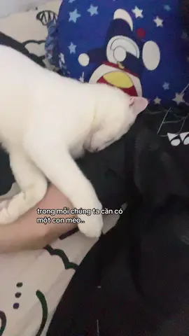 #ebeeshi #meo #cat #viral #fyp 