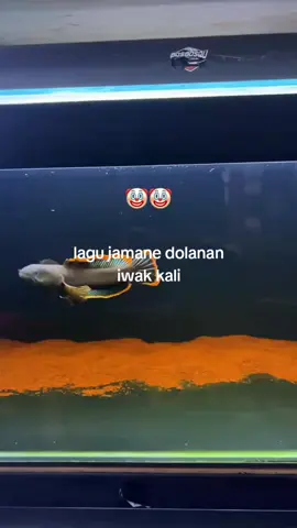 sek eleng #canalimbata #fyp #bismillahfyp  #chana