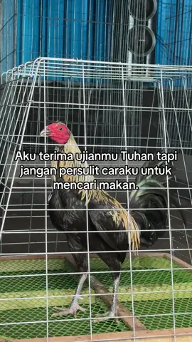 Istimewa 😍#fyppppppppppppppppppppppp 