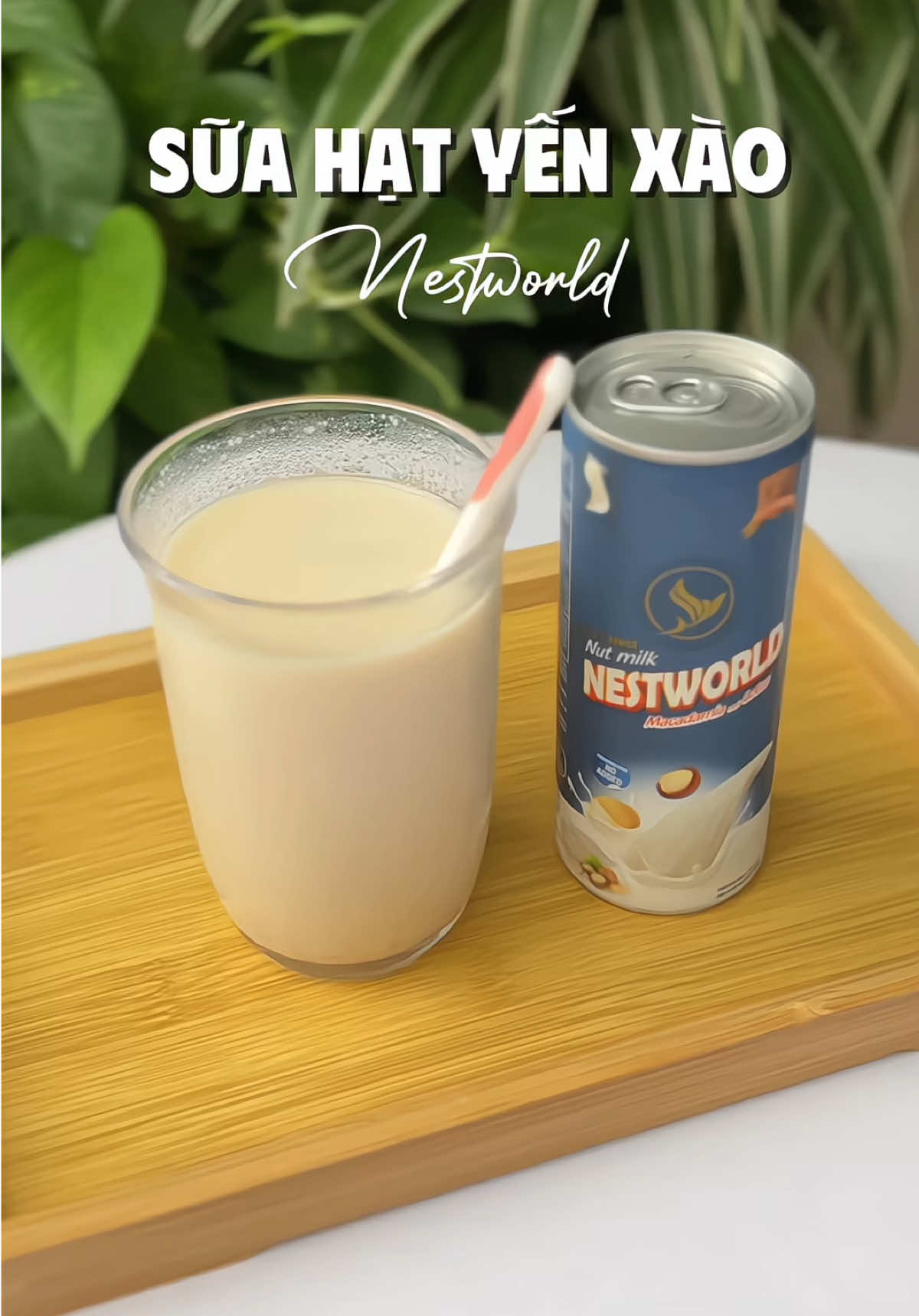 Sữa hạt yến xào này uống ngon lắm, thơm thơm, bùi bùi, béo ngậy, bổ dưỡng phù hợp cho từ người già, trẻ nhỏ, mẹ bầu, mẹ sau sinh nha#suahat #suahatyensaonestworld #suahatyensao 