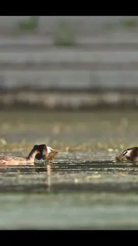 #usa #b #f #foyoupage #