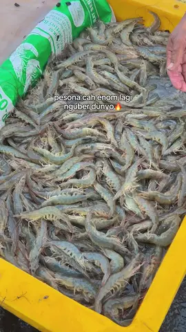 No prei prei 😌💪🏻 #fyp #viral #udangvaname #fyppppppppppppppppppppppp #hargaudang 