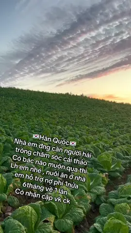 Công việc điều quanh năm rất nhiều vc #caithao #xuhuong #xuhuongtiktok #kimchi 