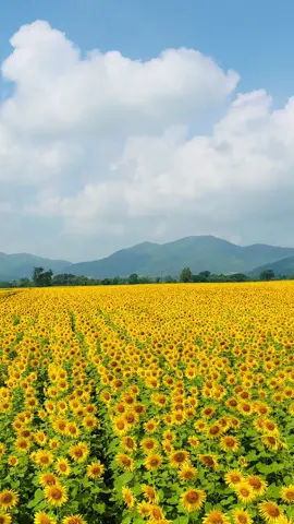 ที่นี่ ค่าเข้า 20 บาท ถูกมากกกกก#ดอกทานตะวัน #ทุ่งทานตะวันบ้านไร่คุณยายส้มป่อย #ลพบุรี #วิวภูเขาสวยๆ 