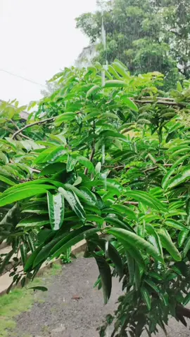 surah al an'am ayat 1-6..sambil menikmati rintik hujan💦#fypシ゚ #santringaji #istiqomahnderes 