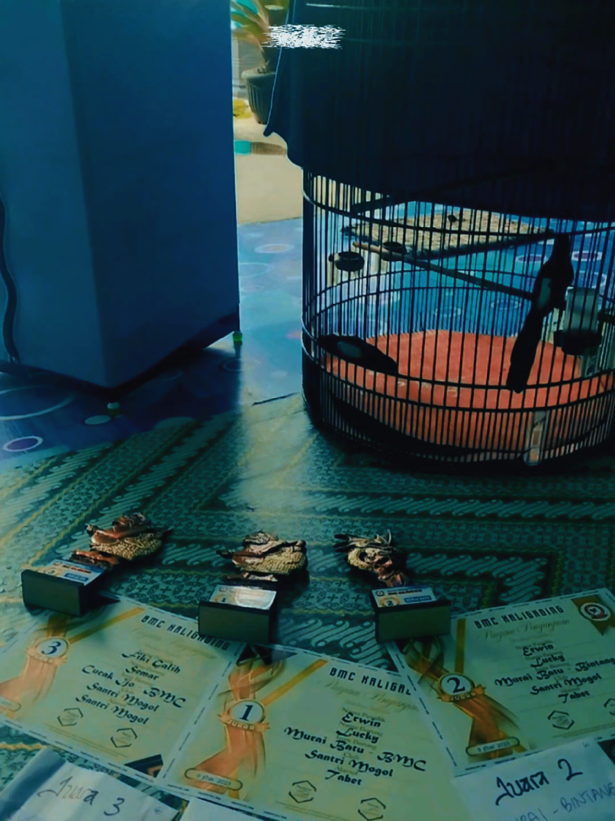 #capcut_edit  #muraibatuindonesia #kicaumaniasemarang #murai #muraibatujuara  @Fikigalih_🐳 