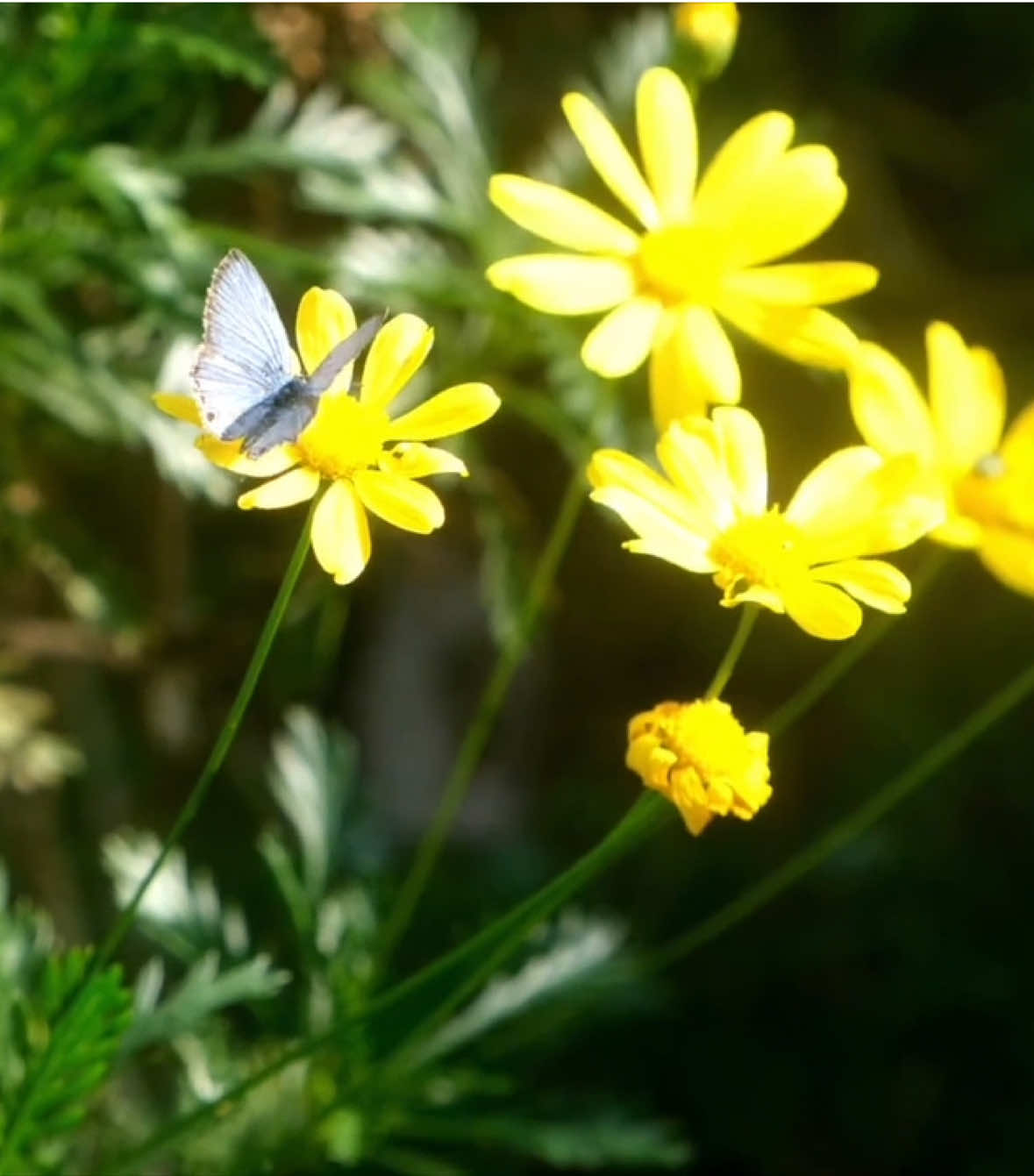 “Nắng vàng, gió mát, đời thanh thản — tim hồng, môi cười, chẳng vội chi”#xuhuong #flowers #fyp 