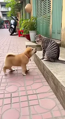 Boss phẩy tay cái sen chạy mất dép #pet #cat #dog #meow