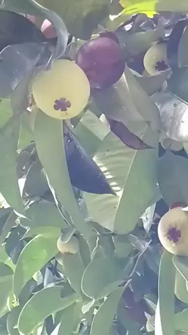 #segera di mulai#payakumbuh punya cerita#manggis 