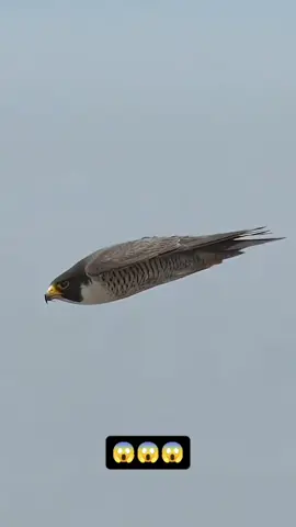 #CapCut #END #🦅 #💀 #foryou 