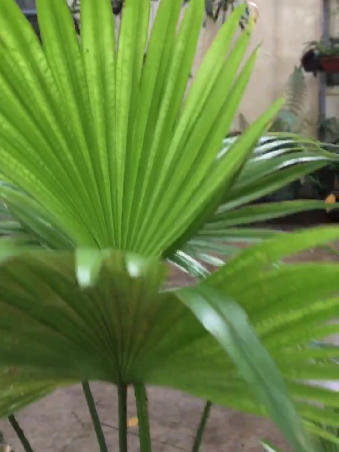 Cốc sứ dưỡng sinh của Minh Long này vừa có giá trị sưu tập, trưng bày, lại vừa có giá trị sử dụng rất tốt. Các đường nét hoa văn trên thân cốc là những công trình biểu tượng nổi tiếng của Hà Nội, được vẽ rất tinh xảo. Về giá trị sử dụng, cốc được nhà sản xuất công bố là có nhiều khoáng chất có lợi cho sức khỏe. Còn theo cảm nhận của mình, cốc sứ này đặc biệt tốt cho những ai thường mang cà phê, trà đi làm. Đặc biệt là trà nóng, nếu đựng trà pha từ nhà đi vào cốc sứ sẽ làm giảm đi việc bị trà bị đỏ, đắng như khi cho vào bình giữ nhiệt lõi sắt. Trong đó, nhất là các bạn có sở thích uống trà Shan tuyết. Đựng vào cốc sứ, mang tới cơ quan uống gần như giữ được 80% độ đậm, ngậy và thơm của trà. Mọi người ai có nhu cầu sử dụng, hãy nhấn vào giỏ hàng xem, và mua ủng hộ nha. #minhlong #gomsuminhlong #lysuminhlong #cocsuminhlong #lygiunhiet #xuhuong #xuhuongtiktok #xuhuong2025 #tiktok2025