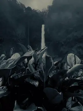 #CapCut #dianastemplate #foryou #fyp #trending 