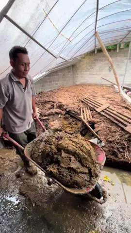 🫡#peternaksapiindonesia #peternakmuda #sapijumbo #foryoupage #kediri24jam 