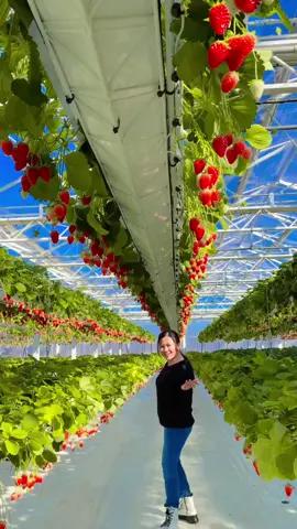 Cần 20 bạn làm farm dâu ở úc gắn bó lâu dài #dautay #xuatkhaulaodong #farm #xkld #xklduc 