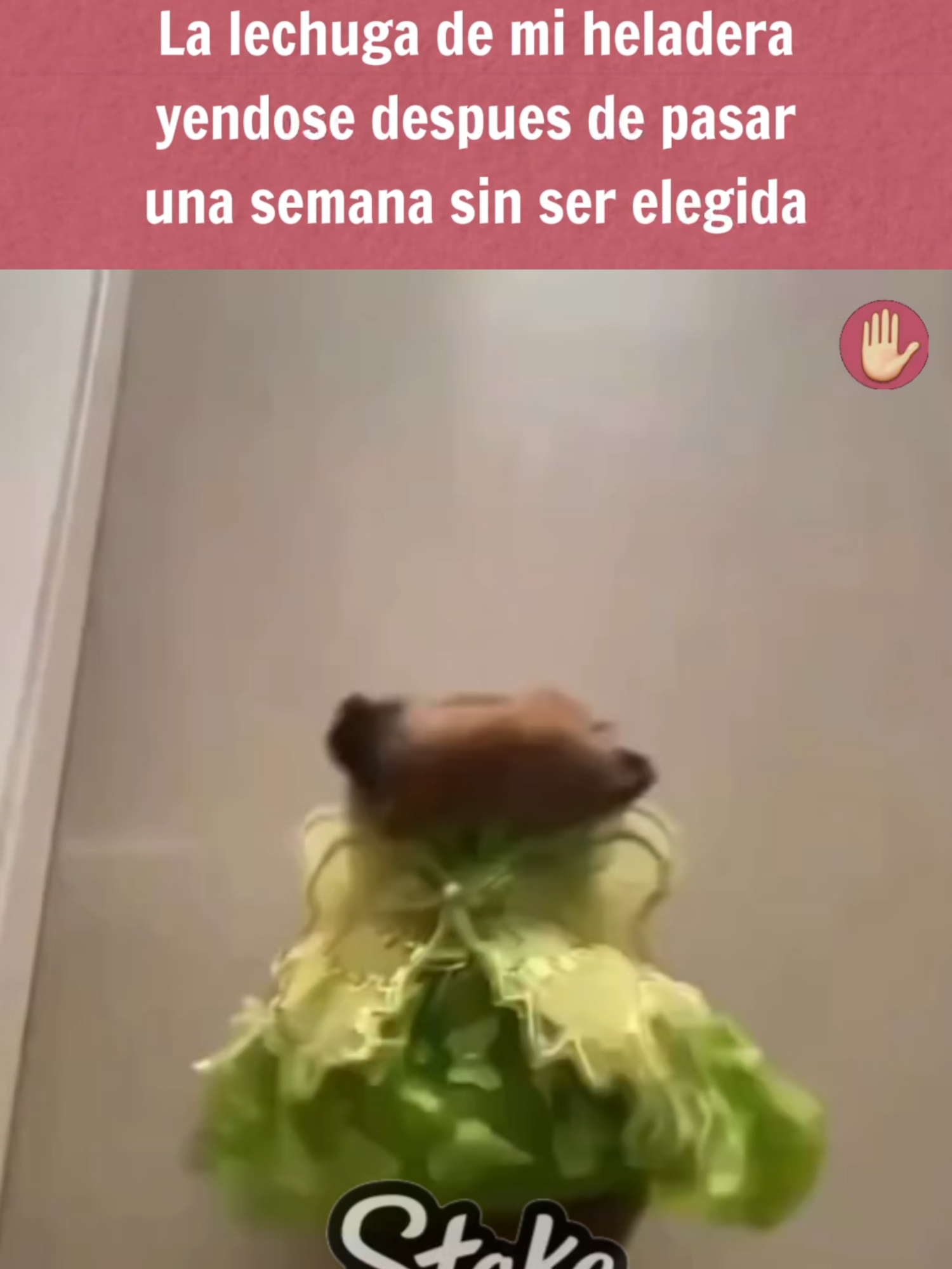 La lechuga de mi heladera: