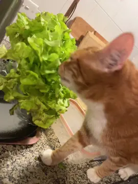 This has become her obsession 🥬 enjoy more lettuce chomps #lettucecat #orangecatsoftiktok #orangecatbehavior #chomps 