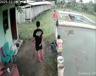 Mendi maning Kye sing Rep di bakar wkwk #promomakan1111 #fyppppppppppppppppppppppp #trending #jawa #petanimuda 