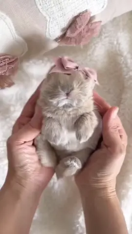 🥰Устали от того, что кот будит вас в 6 утра? Эта умная гравитационная кормушка держит миску полной — без батареек, без шума, без лишних забот. Корм с одной стороны, свежая вода с другой — просто, чисто и всегда готово. Идеально для занятых дней, поездок или для тех, кто хочет более спокойного и счастливого питомца. Ваш кот это полюбит. И ваш сон тоже. Код товар 0019 — автоматическую кормушку 2-в-1: описание в шапке профиля  🥰Tired of your cat waking you up at 6 AM? This smart gravity-fed feeder keeps the bowl full without batteries, without noise, without stress. Food on one side, fresh water on the other — simple, clean, and always ready. Perfect for busy days, trips, or anyone who wants a happier, calmer pet. Your cat will love it. Your sleep will too. Product Code 0019 — 2-in-1 Automatic Pet Feeder: