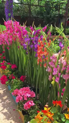 Trồng hoa lay ơn đón Tết năm nay nhé 🥰 #hoalayon #tronghoadontet #tronghoalayon #hoadepbonmua 