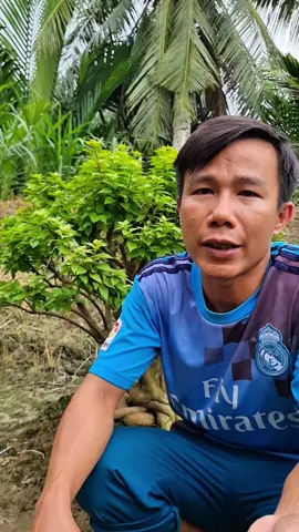 rễ ra nhiều ra khỏe thì dùng kích rễ tc01 #kichretc01 #maivang #caytrong #vuonmaianhquy 