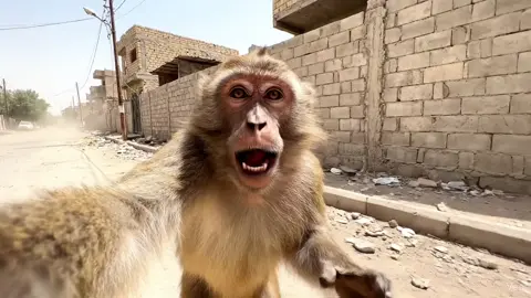 #gemini #ذكاء_اصطناعي #تصميم_فيديوهات🎶🎤🎬 @النونانﮧ 🇬🇷 