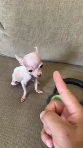 Vamos a ver si es velda! #minimew #macizo