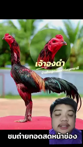 #เจ้าองค์ดํา🐓 #บ้านใหญ่กําพลฟาร์ม #สนามไก่ทองอินเตอร์ขอนแก่น #เพชรเจริญโชค 