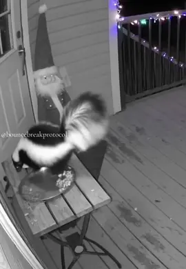 Santa vs Skunk! 😂😂